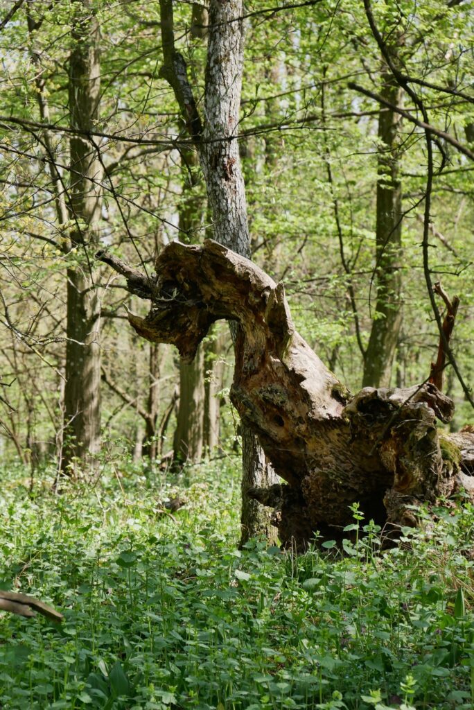 Jablůnkovský zakrslý drak