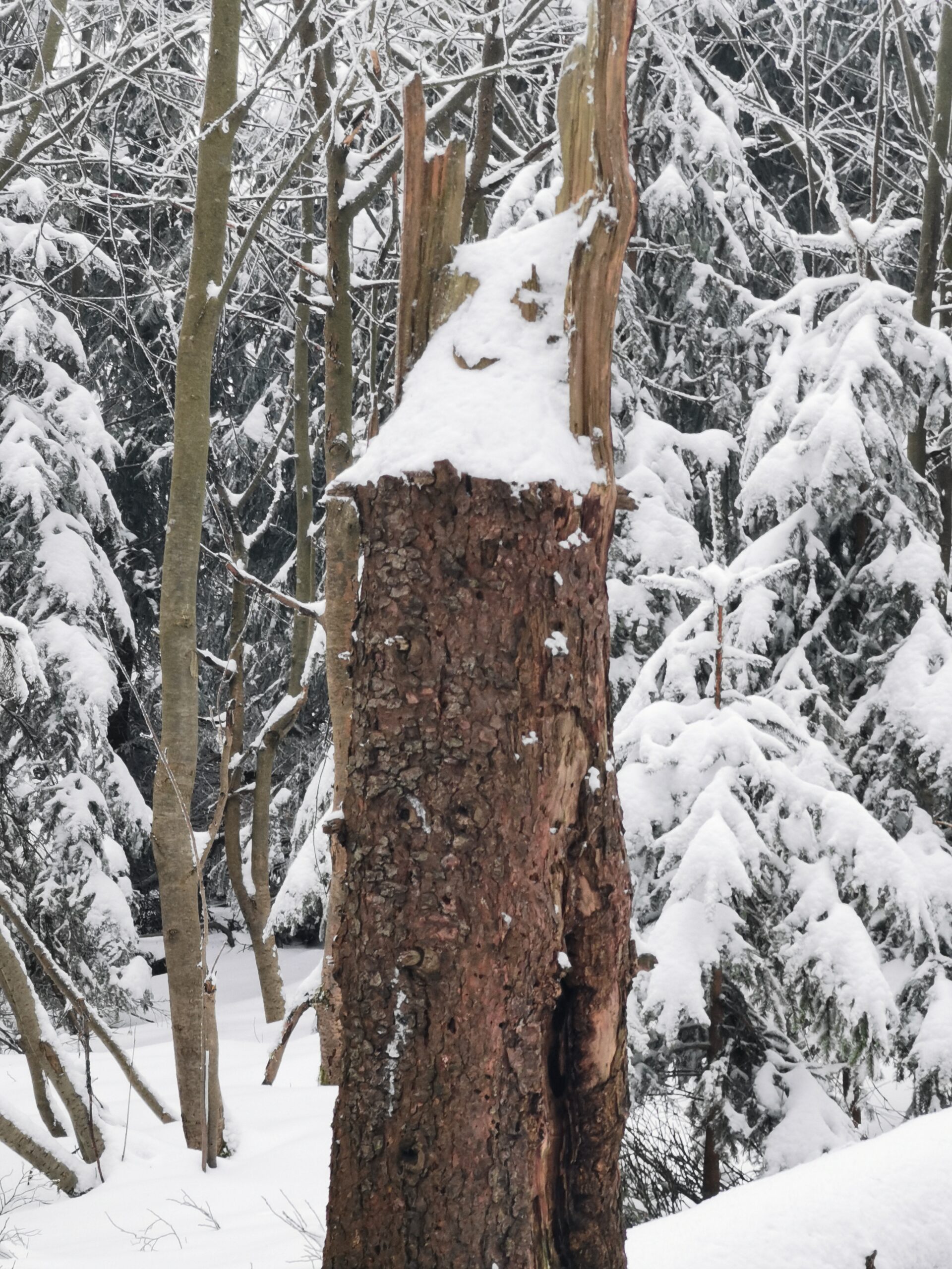 Sněhový Čipíčka