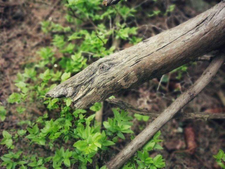 Beskydka dlouhonosá