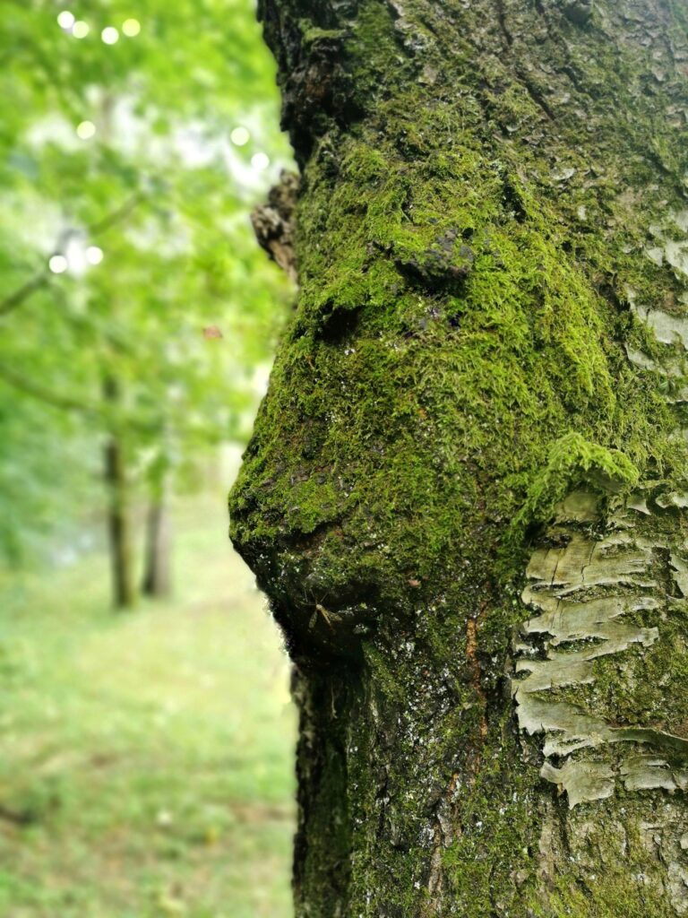 Zlatík - kouzelný beránek