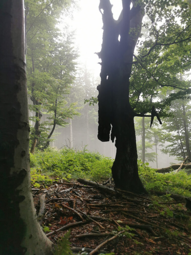 Krvelačná tetička Beskydského Groota