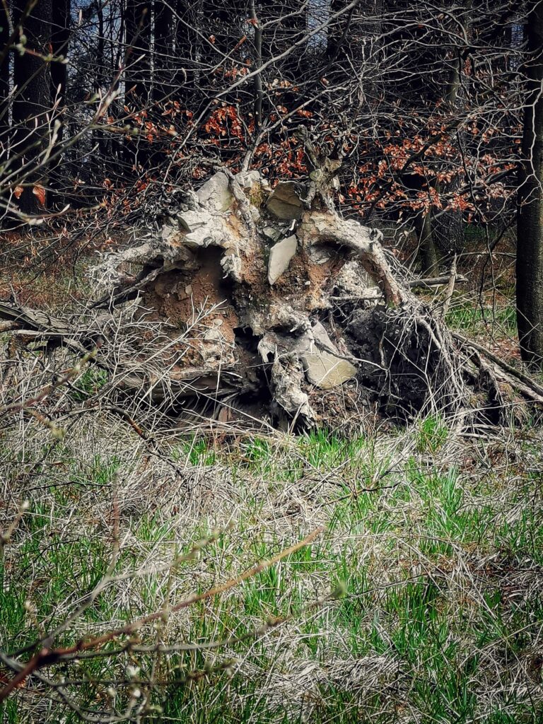 Vlkomír - Radegastův centurion