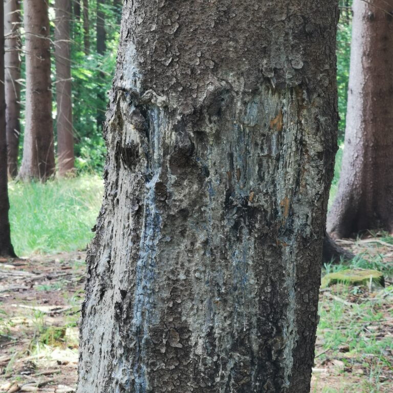 Zizi - liška uvězněná v království lesních víl
