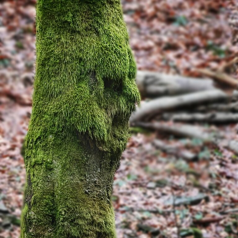 "Mechomor" - skřet s temným osudem