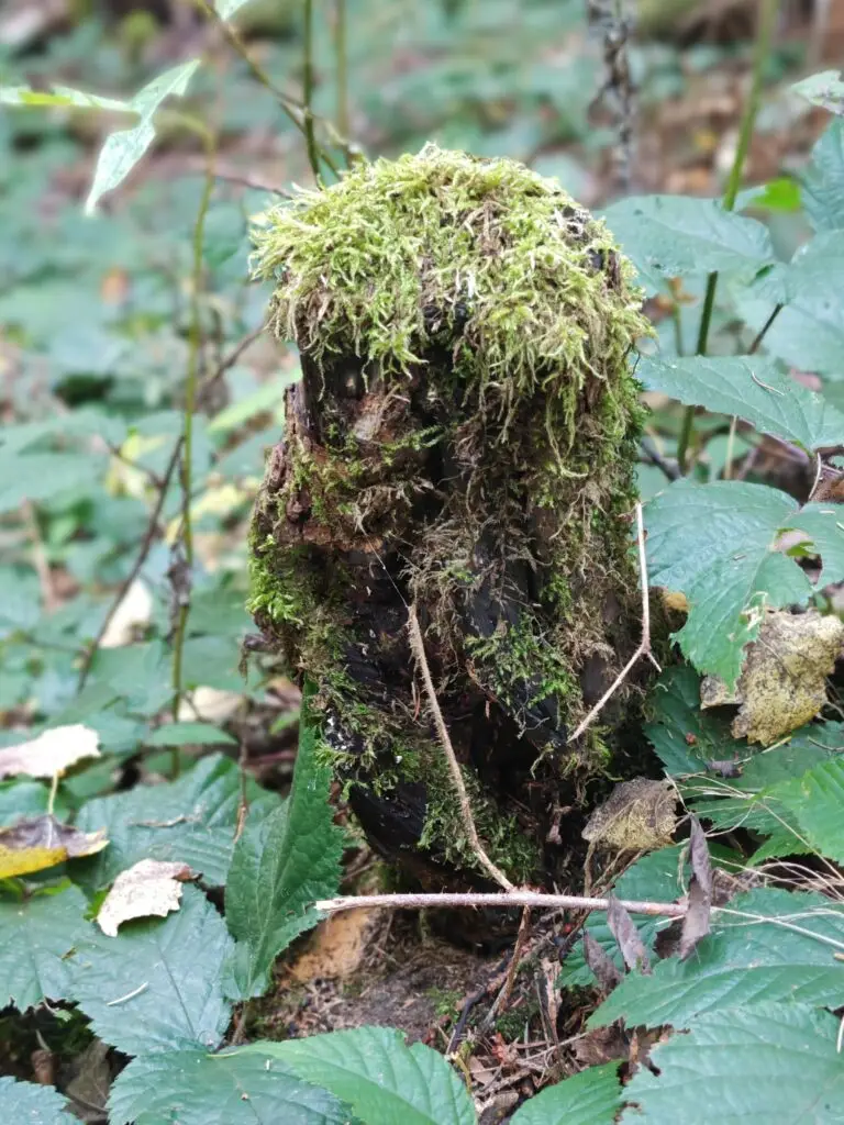 Mechomed Al-Břízáh