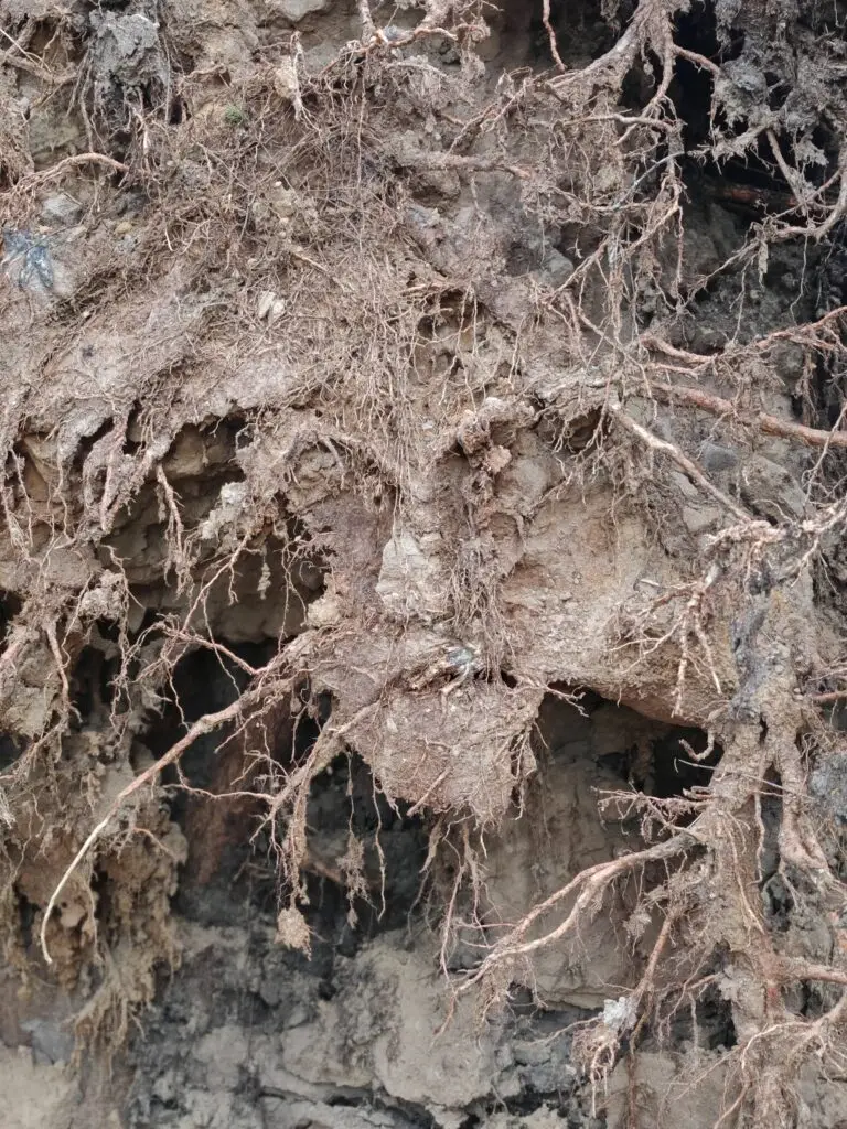 Strašbubák - padlá hudební hvězda