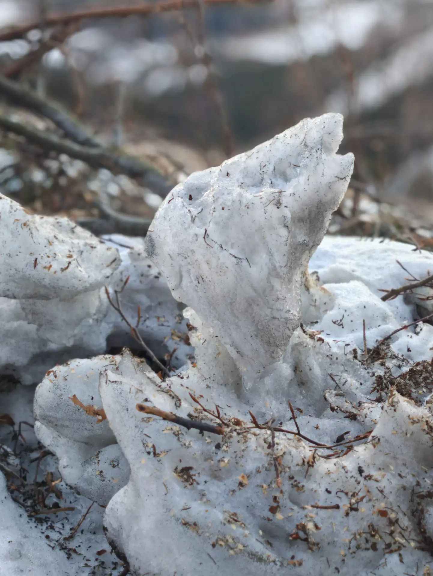 Křišťálek - zajíc ostrostřelec