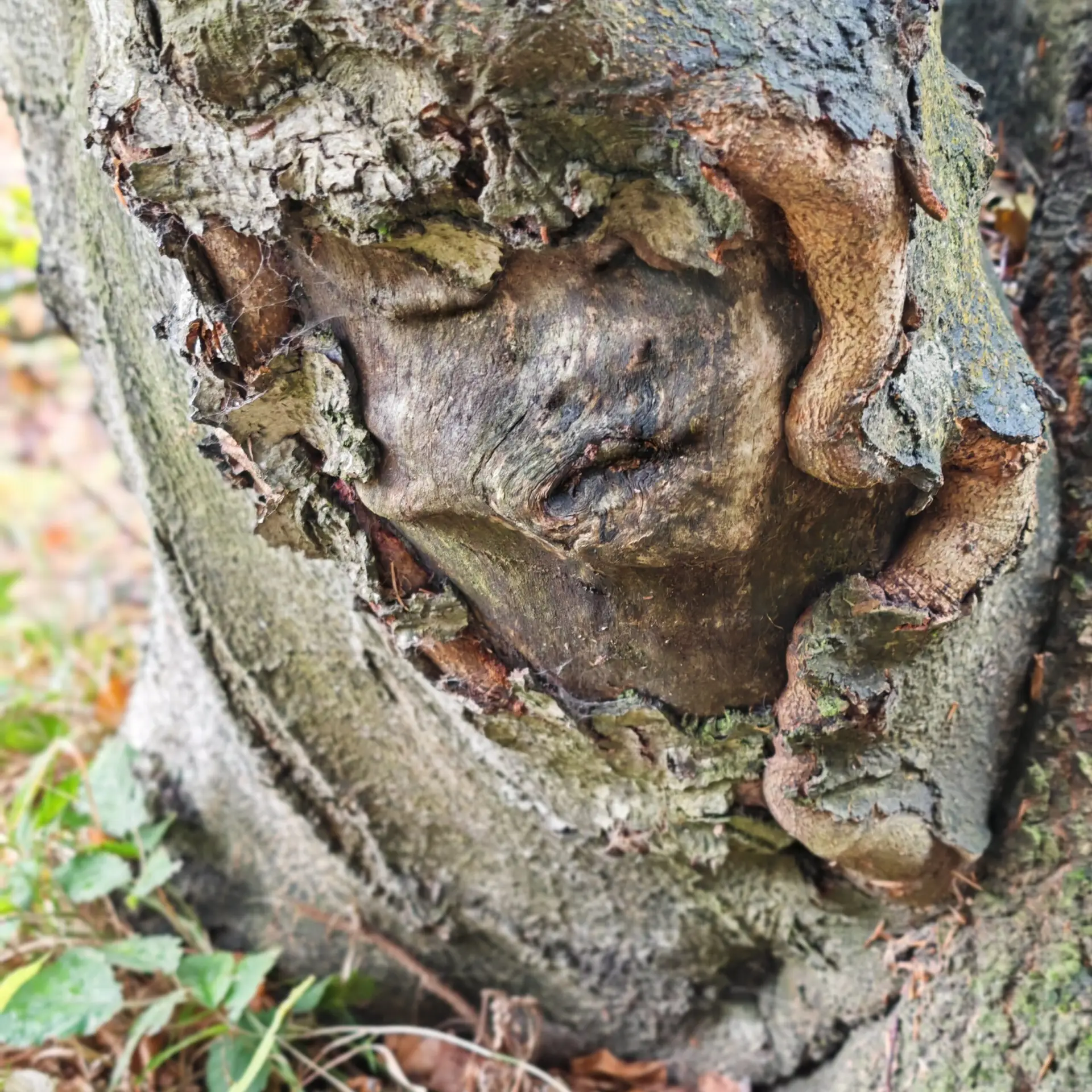 Snovačj - opatrovník tajných přání